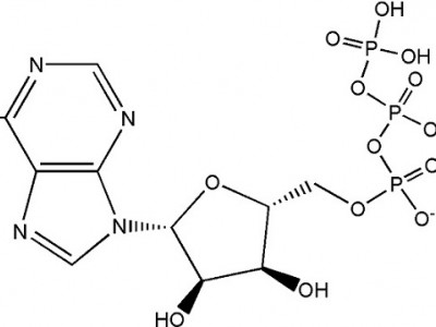 三磷酸腺苷二钠 CAS NO.987-65-5图2