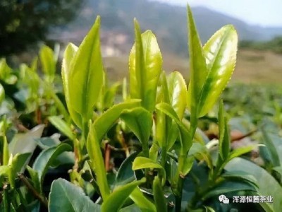 茶博会-2021深圳国际高端茶产业博览会