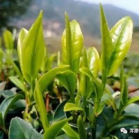 茶博会-2021深圳国际高端茶产业博览会