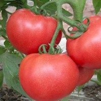 2023西盟卖抗病番茄苗育苗厂,江城口感西红柿苗品种