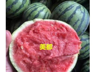 石家庄抗重茬美都西瓜苗\唐山卖西瓜嫁接苗基地(2024)图1