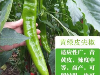白城哪卖薄皮大辣椒苗\白山羊(牛)角椒辣椒苗(高产)图1