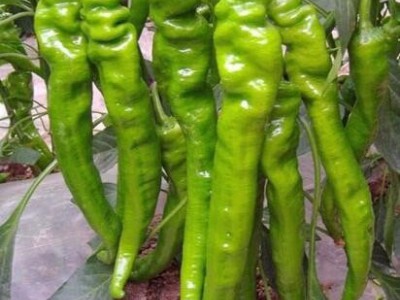颍上哪卖耐低温薄皮椒苗\阜南大果尖椒苗育苗厂图1