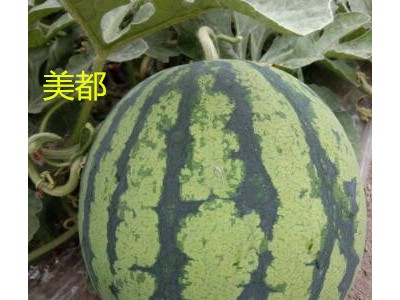 汶上批发美都西瓜苗基地\嘉祥专育西瓜种苗厂(耐寒)图1