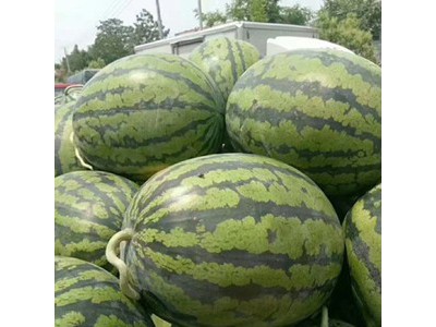 涞源育嫁接西瓜苗基地\定兴卖美都西瓜苗厂家(耐寒)图1