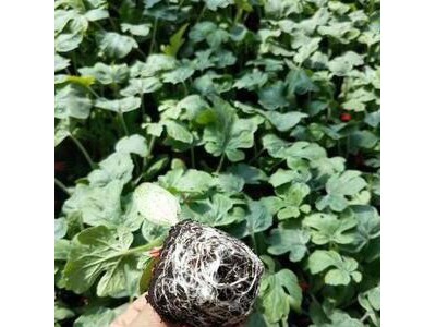 昌吉抗重茬美都西瓜苗\阿勒泰卖西瓜嫁接苗基地(2024)图1