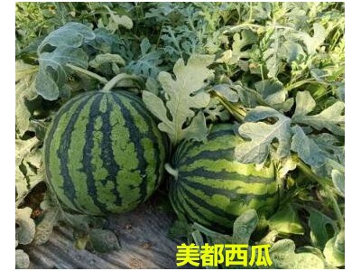 抚州嫁接美都西瓜苗\临川培育西瓜苗基地图1