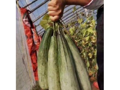汤阴育羊角蜜甜瓜苗厂\滑县嫁接甜瓜种苗厂(2024)图1
